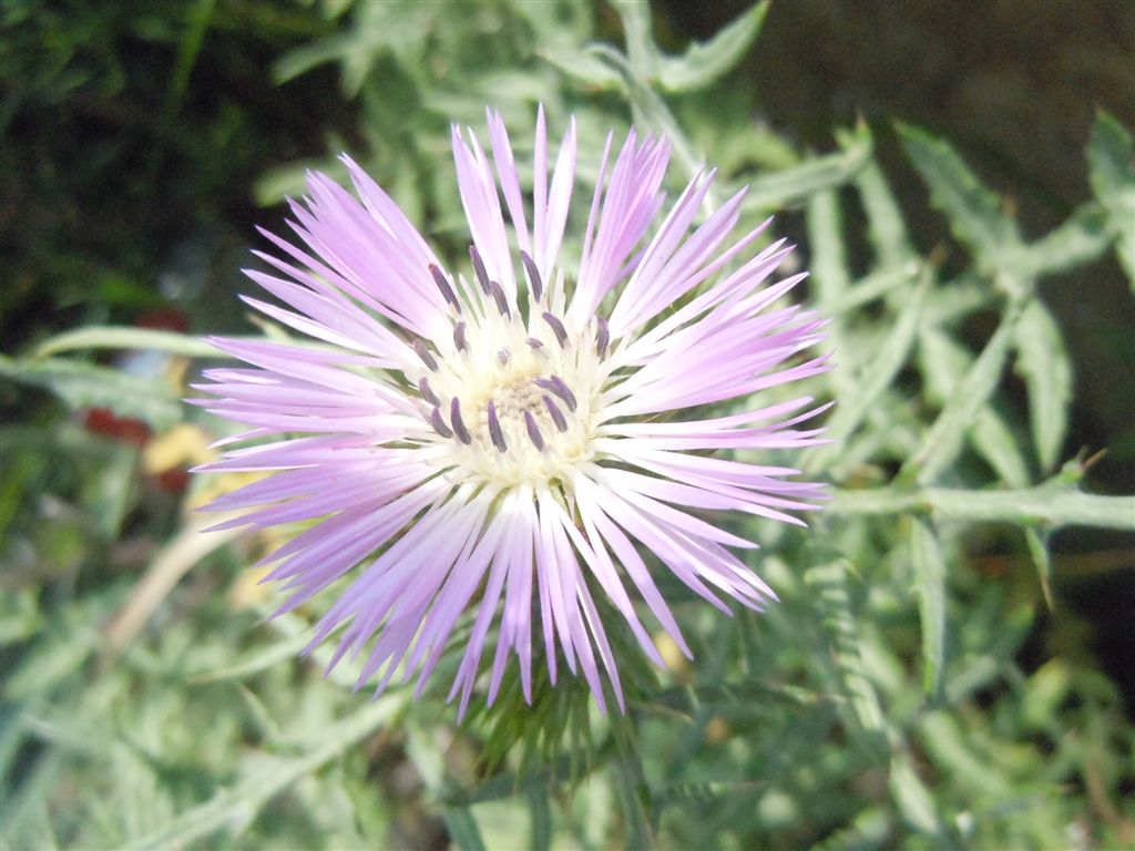Galactites tomentosus